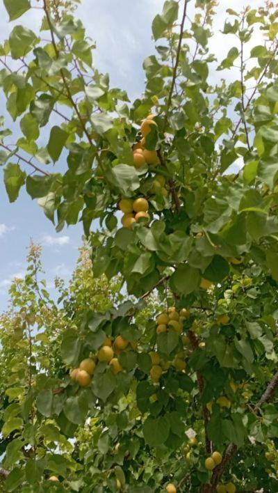 Aνεξάρτητη Παραδοσιακή Πέτρινη Κατοικία Corinthe Extérieur photo