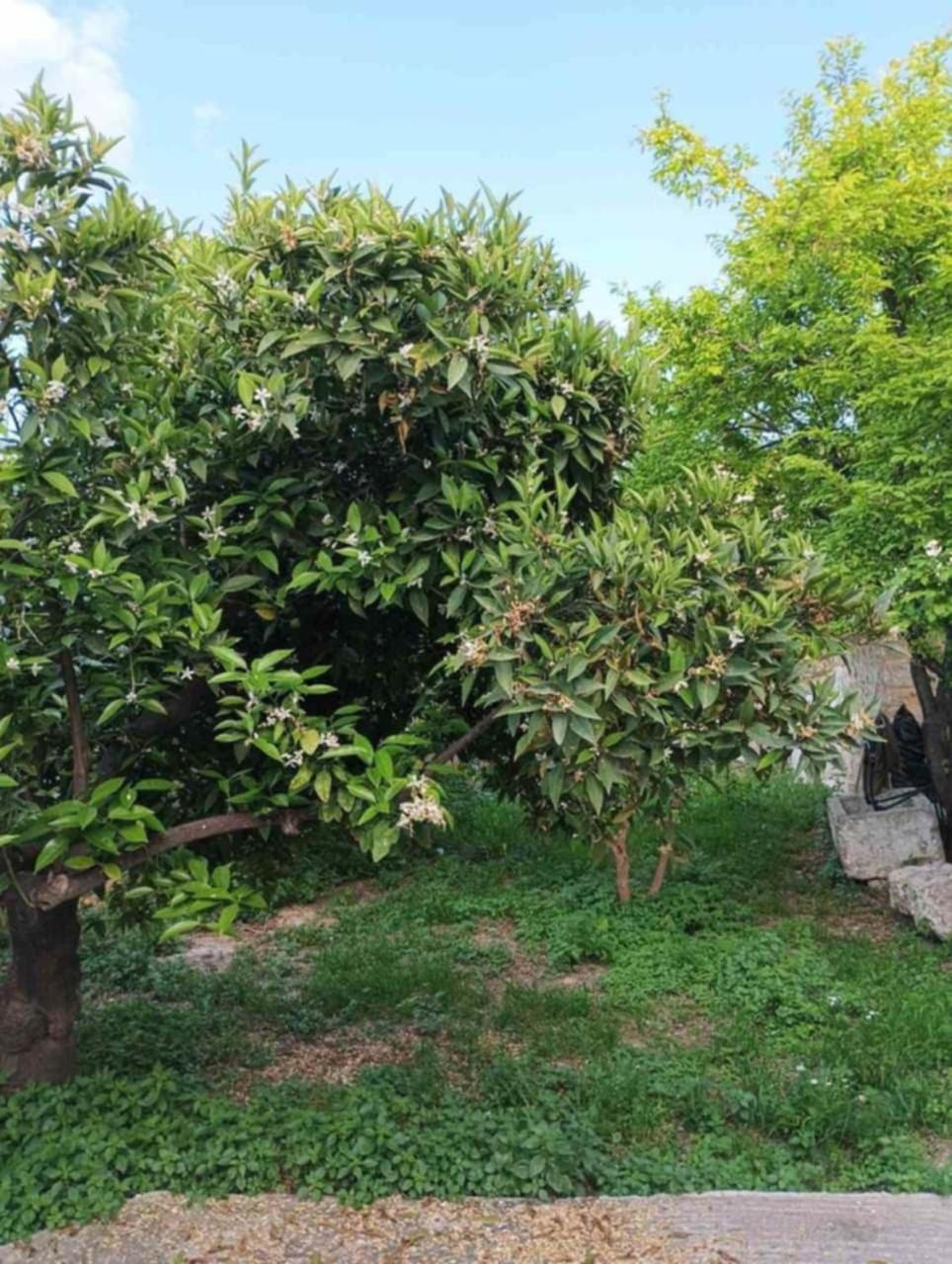 Aνεξάρτητη Παραδοσιακή Πέτρινη Κατοικία Corinthe Extérieur photo